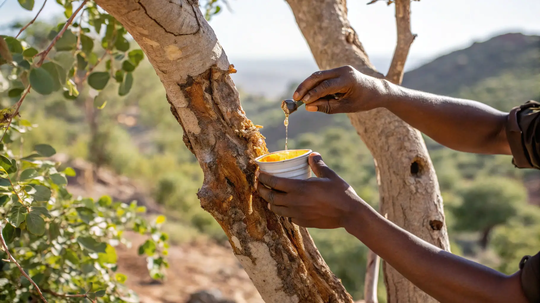 A close-up shot of hands carefully harvesting frankincense resin from a Boswellia tree in Puntland, Somalia, showcasing the sustainable harvesting practices.